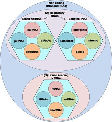 Chimeric Peptides/Proteins Encoded by circRNA: An Update on Mechanisms and Functions in Human Cancers